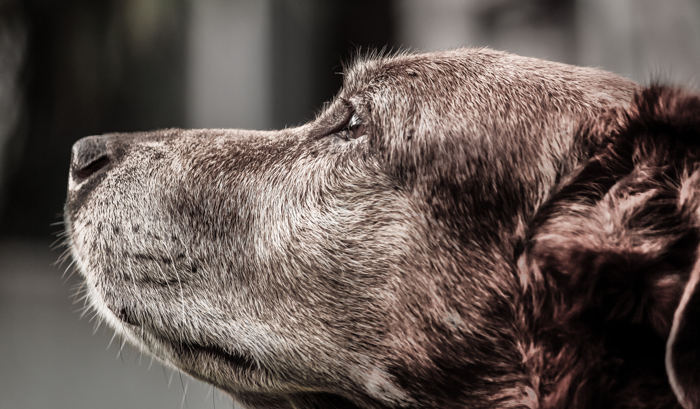 profile of senior dog